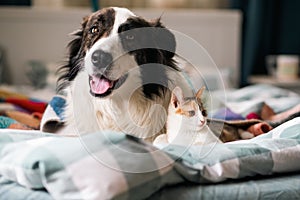 cute little cat and dog in bed at home