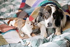 cute little cat and dog in bed at home