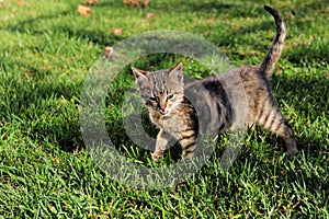 Cute little cat on the grass