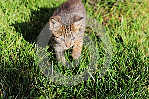 Cute little cat on the grass