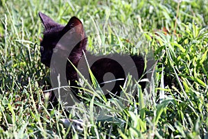 Cute little cat on the grass