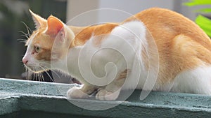 Little cat found something interesting