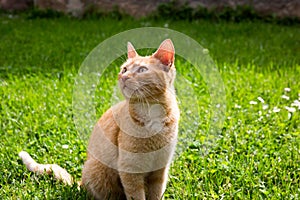 Cute little cat on the lawn