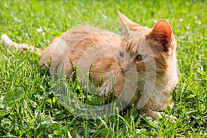 Cute little cat on the lawn