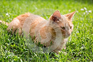 Cute little cat on the lawn