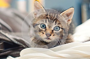 Cute little cat is lying on a blanket