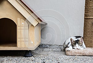 Cute little cat lying on scratching post near pet house