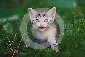 Cute little cat meowing