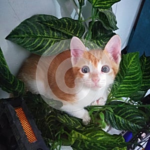 cute little cat playing on the green plant
