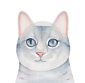 Cute little cat portrait with gray fur and big beautiful eyes.