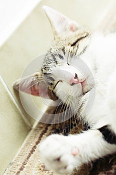 Cute little cat relax