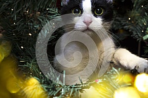 Cute little cat sitting in christmas tree