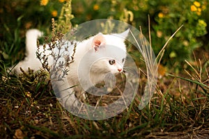 Cute little cat sitting near yellow flowers