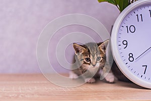 Striped kitten sits near a clock on a wooden table