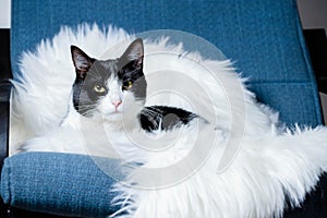 cute little cat sleeping on fluffy white  hygge concept