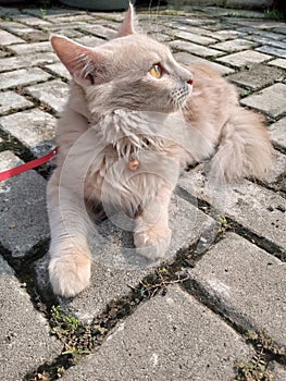 cute little cat sunbathing