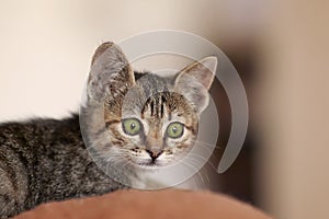 Cute little cat of tabby striped color with big green scared eyes look with fear expression.