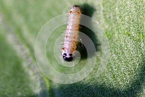 Cute little caterpillar for plain tiger buttterfly photo