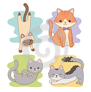 Cute little cats mascots characters
