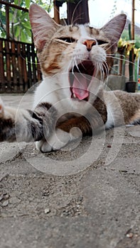 Cute little cats yawn exhausted during the day staring at the camera stifling drowsiness