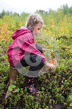 Cute little caucasian girl is picking wild berries sitting on a tree stump