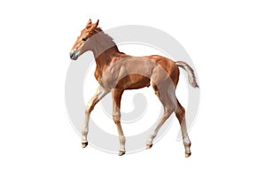 Cute little chestnut foal trotting isolated on white