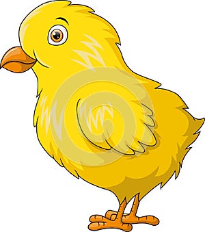 Cute little chick cartoon on white background