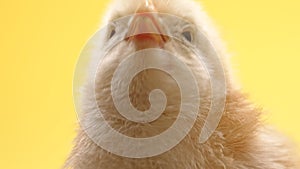 Cute little chick for design decorative theme. Newborn poultry chicken beak on yellow studio background. Easter, farm