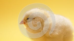 Cute little chick for design decorative theme. Newborn poultry chicken beak on yellow studio background. Easter, farm