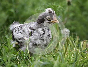 A cute little chick on green grass