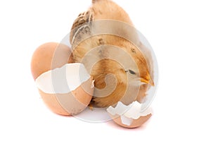 Cute little chicken with broken egg isolated on white background