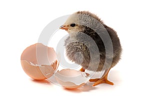 Cute little chicken with broken egg isolated on white background