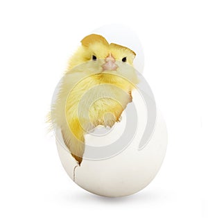 Cute little chicken coming out of a white egg