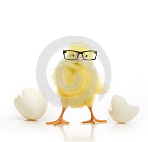 Cute little chicken coming out of a white egg