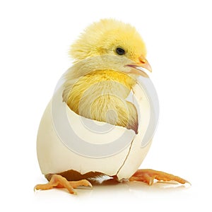 Cute little chicken coming out of a white egg