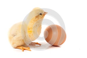 Cute little chicken with egg isolated on white background