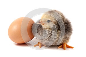 Cute little chicken with egg isolated on white background