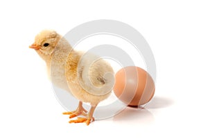 Cute little chicken with egg isolated on white background