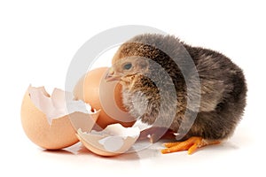 Cute little chicken with egg isolated on white background