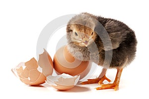 Cute little chicken with egg on white background