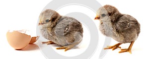 Cute little chicken with eggshell isolated on white background