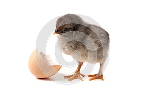Cute little chicken with eggshell isolated on white background