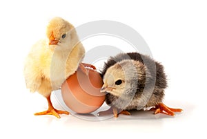 Cute little chicken with eggshell isolated on white background