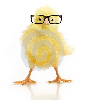 Cute little chicken in glasses