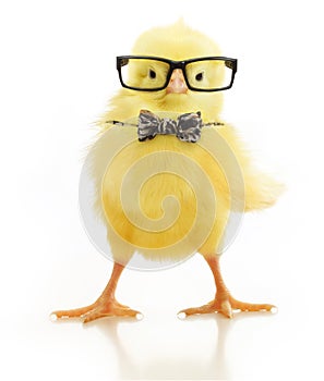 Cute little chicken in glasses