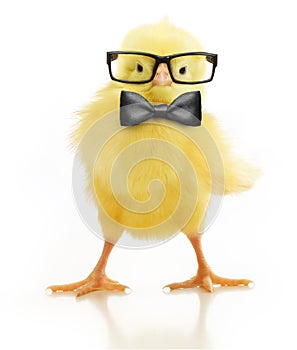 Cute little chicken in glasses