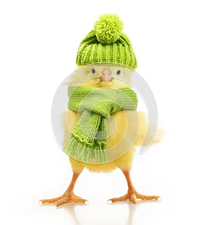 Cute little chicken isolated