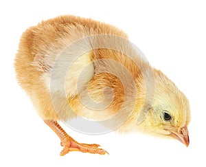 Cute little chicken isolated on white background