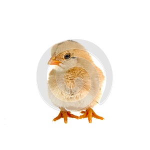 Cute little chicken isolated on white background