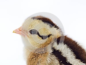 Cute little chicken isolated on white background